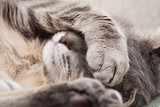 Fototapeta Koty - sleeping cat