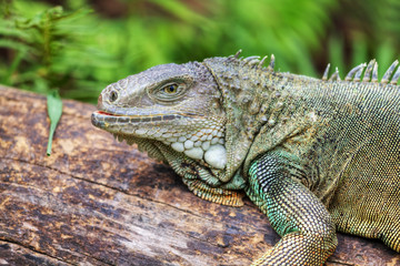 Wall Mural - Rhinoceros Iguana (cyclura cornuta) for background use