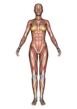 Female Anatomy Figure