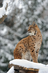 Wall Mural - Portrait of a Lynx