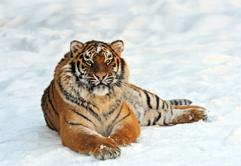 Wall Mural - amur tiger