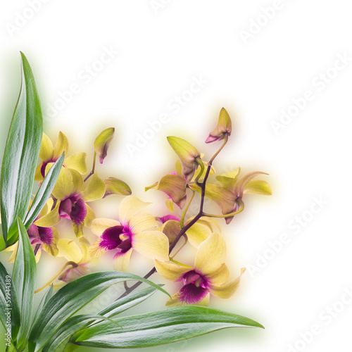 Fototapeta na wymiar Floral background of tropical orchids
