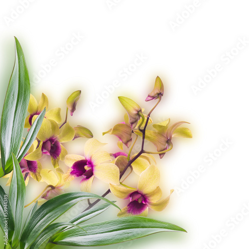 Naklejka - mata magnetyczna na lodówkę Floral background of tropical orchids