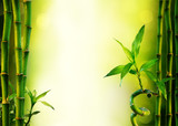 Fototapeta Sypialnia - background with bamboo for spa treatment - olive green