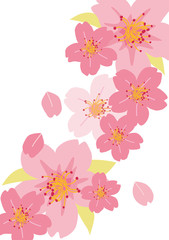  桜_春_白