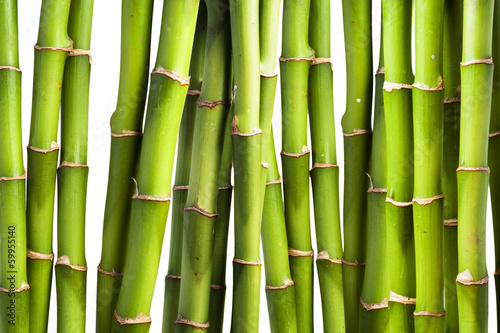 Fototapeta na wymiar Fresh Bamboo