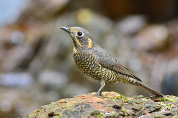 Chestnut-bellied Rock-Thrush bird