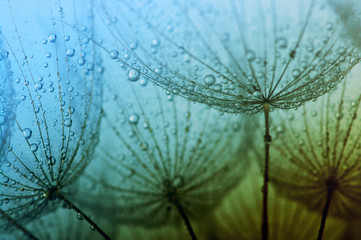 seeds with drops