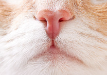 Nose Cat