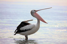 Australian Pelican  Pelecanus Conspicillatus Yawns Stretches