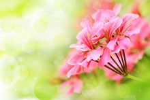 Beautiful Floral Background With Pink Flower