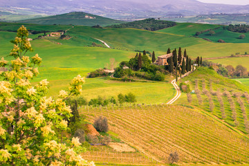 Wall Mural - Tuscany, Italian Landscape