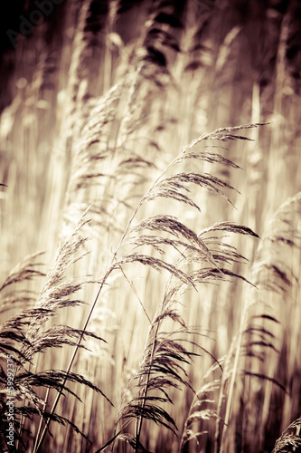 Obraz w ramie The background - dry yellow grass