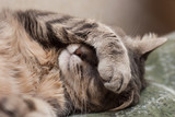 Fototapeta Koty - sleeping cat