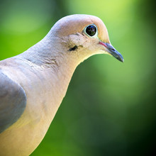 Closeup Of A Mourning Dove