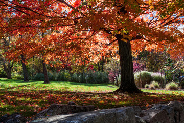 tree with red fall foliage in the nj botanical gardens