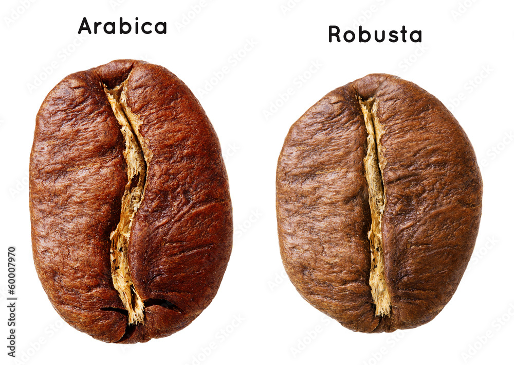 Black arabica, robusta coffee bean isolated on white background. - obrazy, fototapety, plakaty 