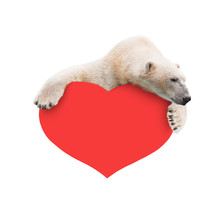 Polar Bear With A Paper Heart In His Paws