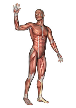 Male Anatomy Figure
