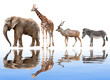giraffes,elephant,kudu and zebra isolated on white