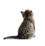 Fototapeta Koty - kitten rear or back view isolated on white