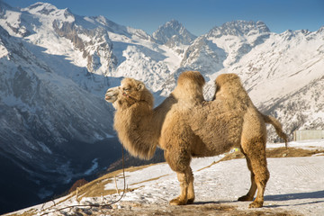 Wall Mural - Camel standing high up in the mountains