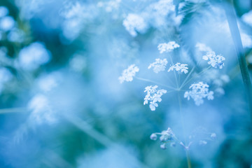 soft blue spring background with wildflowers
