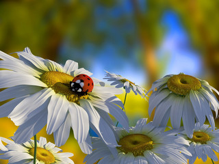 Wall Mural - Ladybug