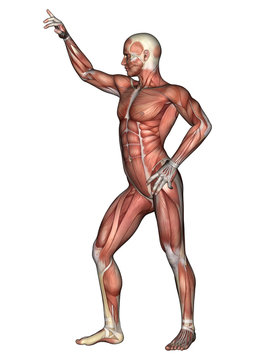Male Anatomy Figure
