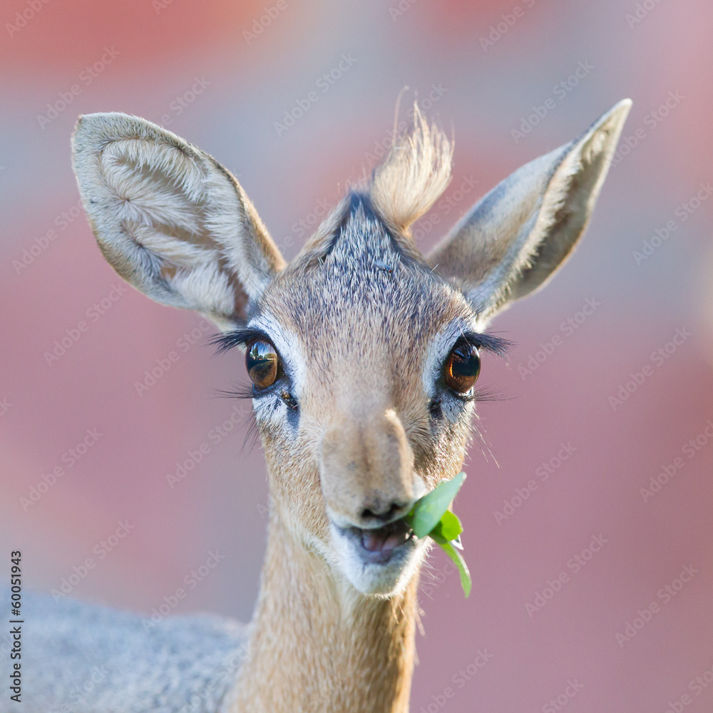 Bodring porno bilan sariq Olomon hushlarini yoqotmaguncha