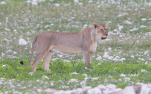 Lioness Walking On The Plains Of Etosha