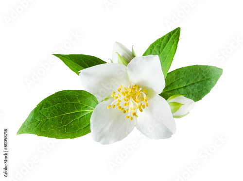 Fotografía Jasmine flower on white background
