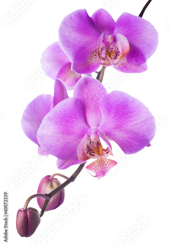 Obraz w ramie Blooming lilac orchid is isolated on the white background