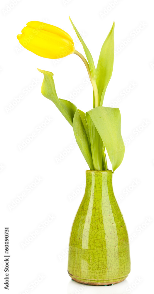 Yellow tulip in vase isolated on white
