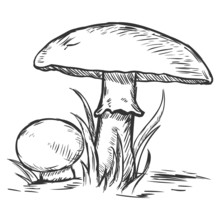 Vector Sketch Illustration - Two Mushrooms