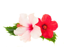 Two Hibiscus Flowers