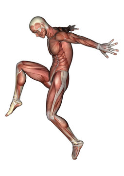Male Anatomy Figure