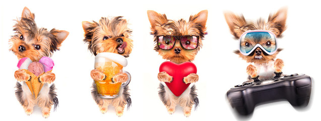 Wall Mural - dog with beer, game pad and lover