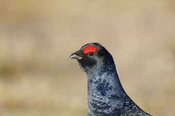 Wall Mural - Black grouse, Tetrao tetrix