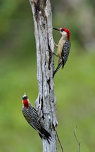 Couple Of West Indian Woodpecker (Melanerpes Superciliaris)