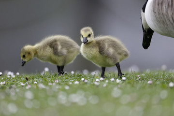 Sticker - Canada Goose, Branta canadensis