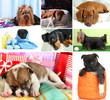 Collage of cute puppies
