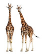 giraffes isolated
