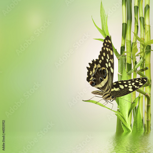 Foto-Duschvorhang nach Maß - papillon sur lucky bamboo (von Unclesam)