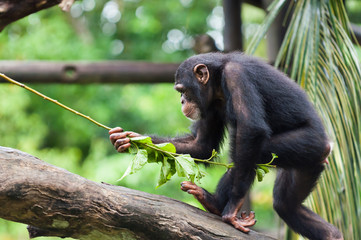common chimpanzee