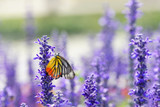 Fototapeta Lawenda - Monarch Butterfly on the Lavender in Garden