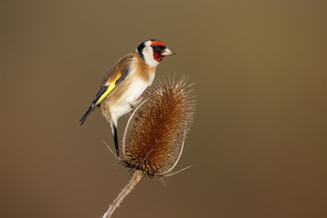 Sticker - Goldfinch, Carduelis carduelis