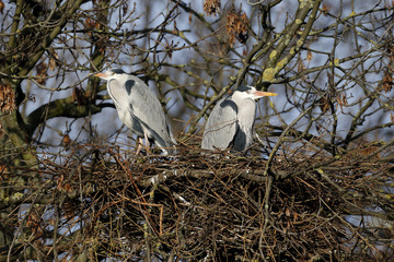 Canvas Print - Grey heron, Ardea cinerea