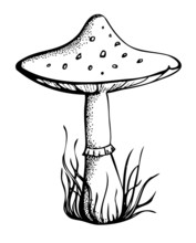 Black And White Mushroom Drawn With Pen And Ink