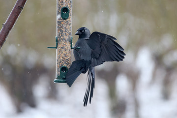 Canvas Print - Jackdaw, Corvus monedula